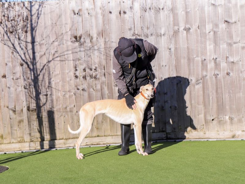 Greyhound Dogs And Puppies For Adoption