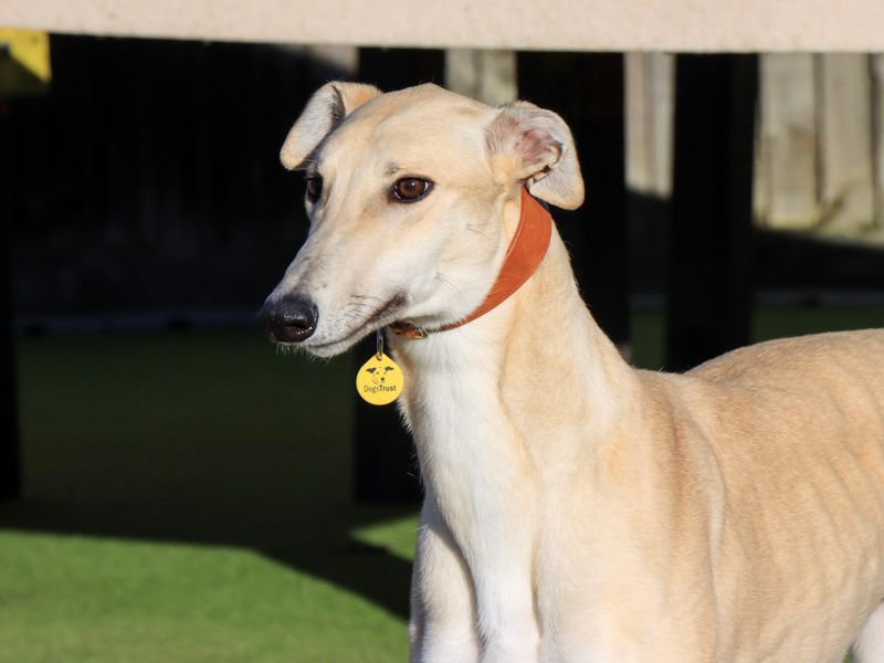 Greyhound for adoption in Evesham, Worcestershire – 1 year old - Image 3 of 3
