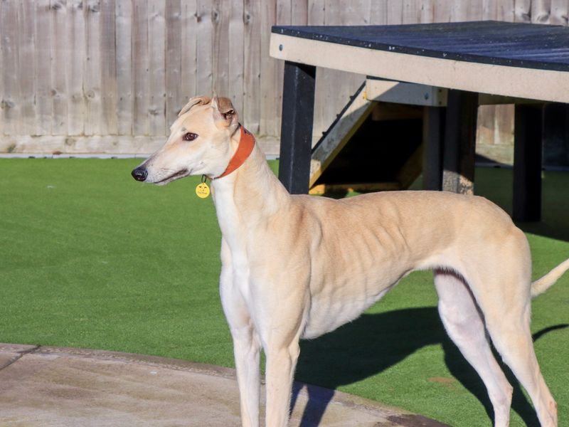 Greyhound for adoption in Evesham, Worcestershire – 1 year old - Image 2 of 3