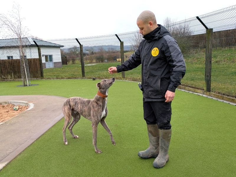 Greyhound for adoption in Evesham, Worcestershire – 3 years old - Image 2 of 2