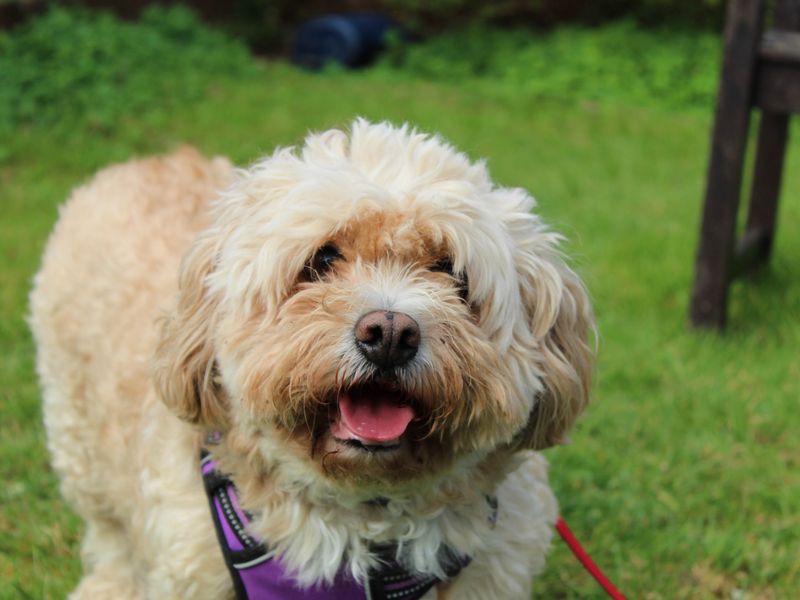 Heidi - Image 2 of 6