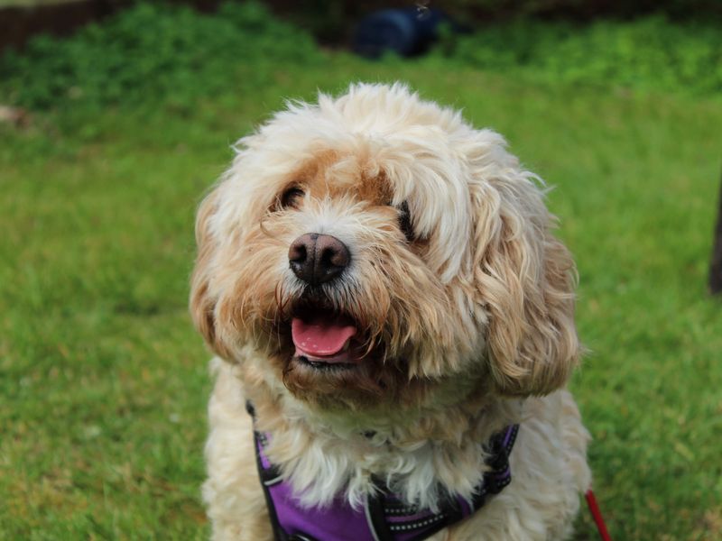 Heidi - Image 6 of 6