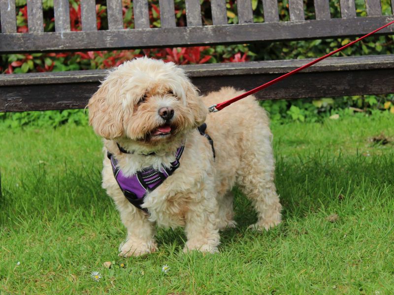 Heidi - Image 4 of 6