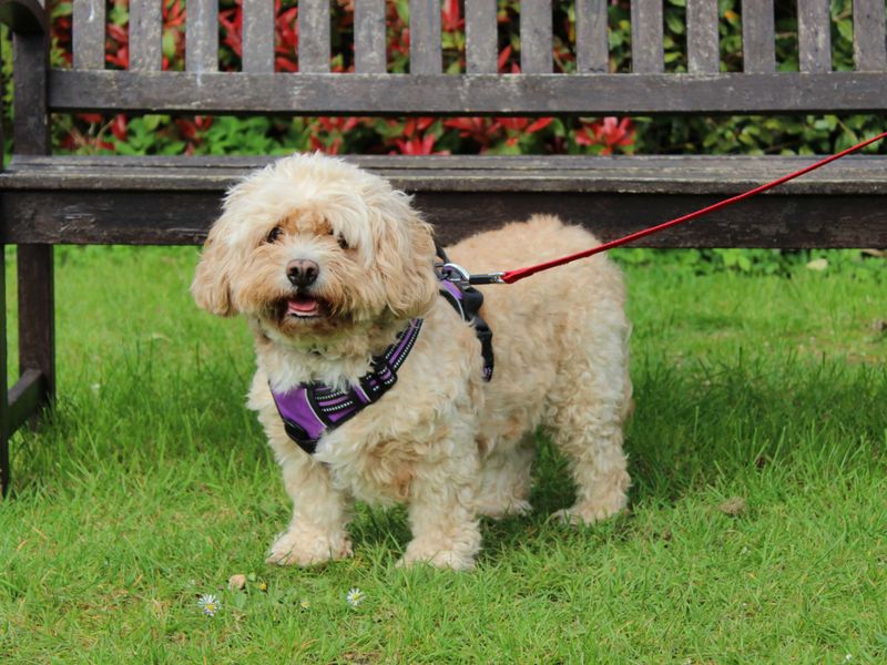 Cavalier King Charles Spaniel Dogs And Puppies For Adoption