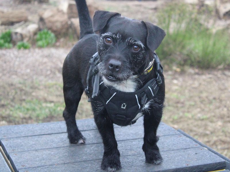 Jack Russell Terrier Dogs And Puppies For Adoption