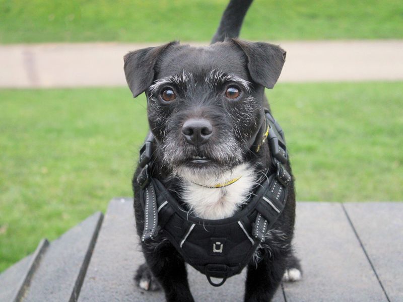 Bobby | Terrier (Patterdale) Cross | Merseyside (Liverpool) - 1