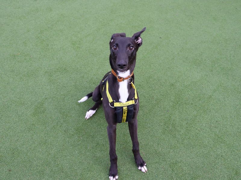 Miss Roo, a Unknown old female Lurcher available for adoption from Dogs Trust in Glasgow, Scotland