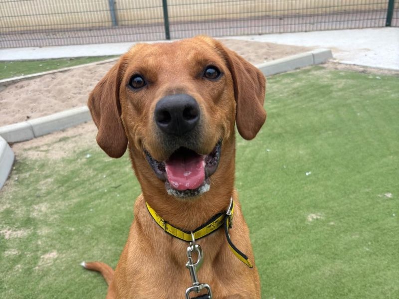 Beagle Dogs And Puppies For Adoption