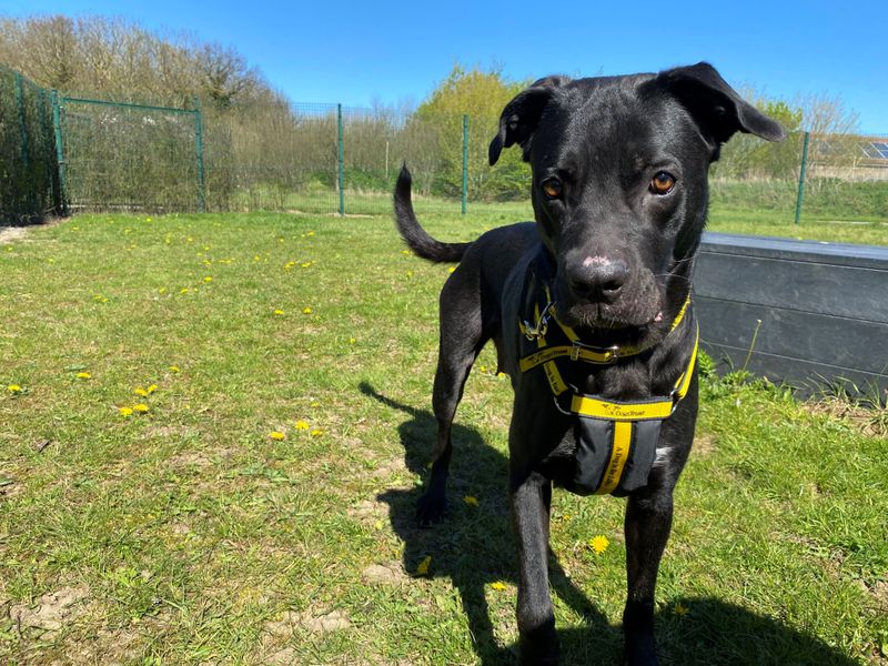 Amy Jane (AJ) | Italian Corso Dog Cross | Basildon (Essex) - 1