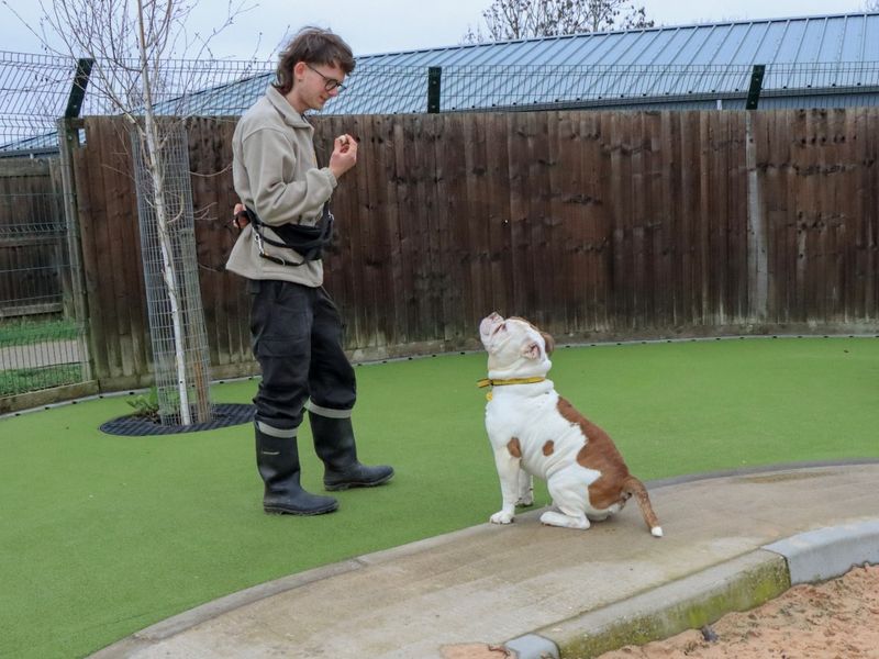 Big Bear - Image 2 of 5