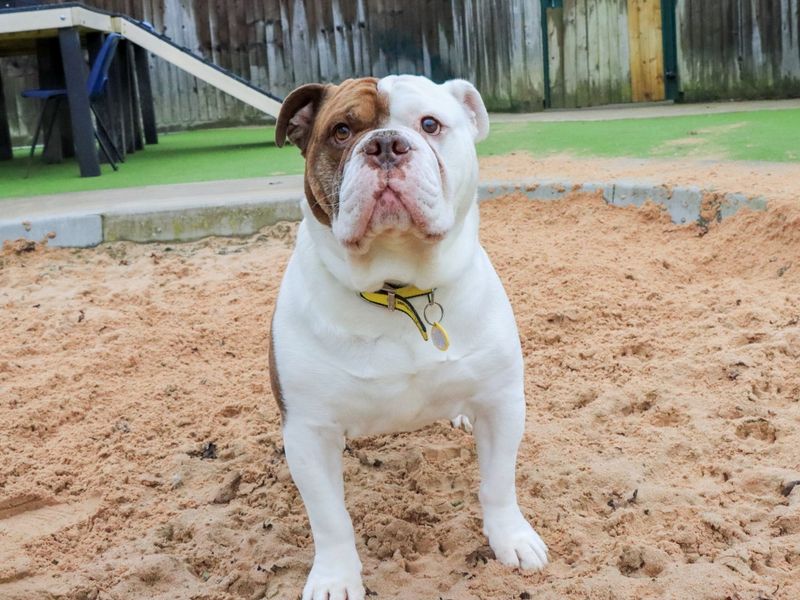 Big Bear - Image 3 of 5