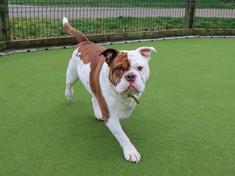 Big Bear - Image 5 of 5