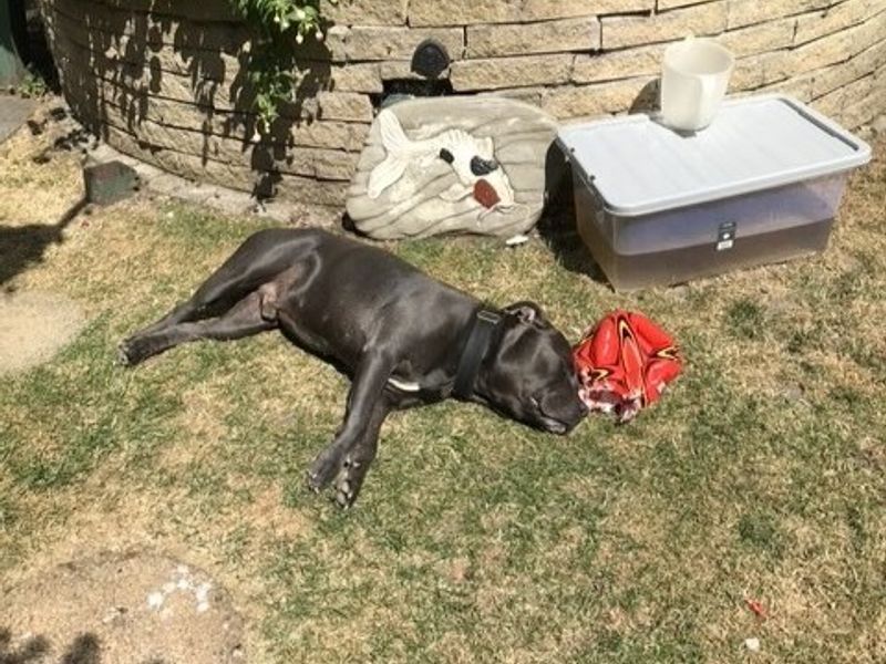 Hugo | Terrier (Staffordshire Bull) | Manchester - 3