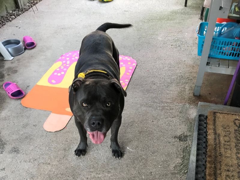 Staffordshire Bull Terrier Dogs And Puppies For Adoption