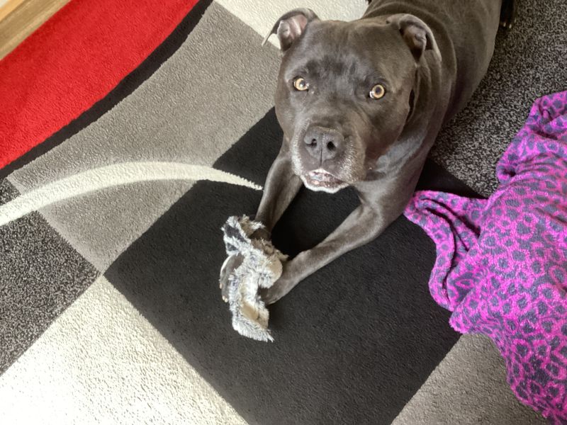 Hugo | Terrier (Staffordshire Bull) | Manchester - 2