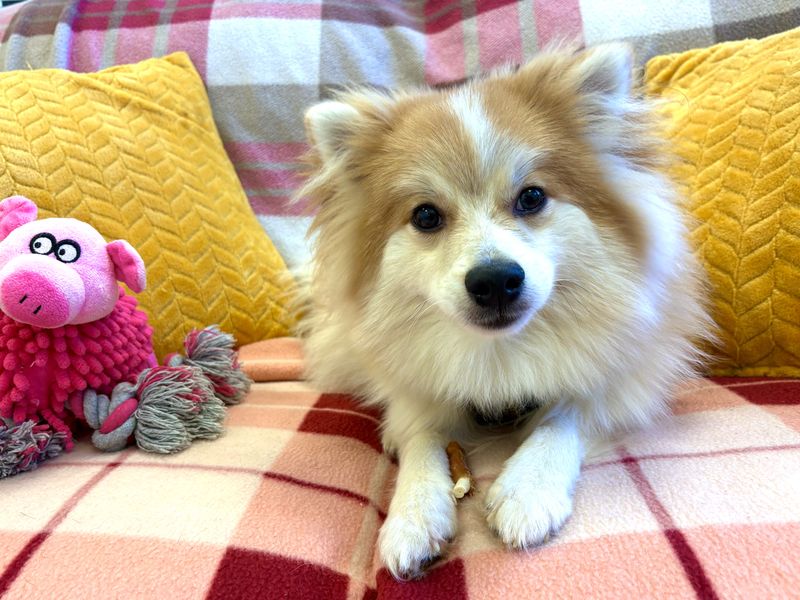 Pomeranian for adoption in Ballymena, Co Antrim – 9 months old