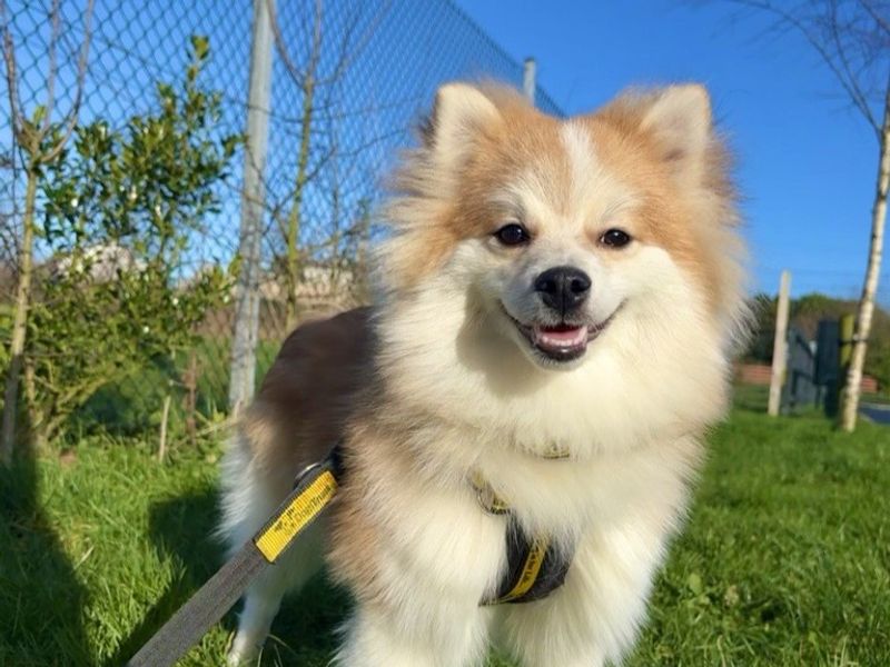 Winnie - Image 2 of 3