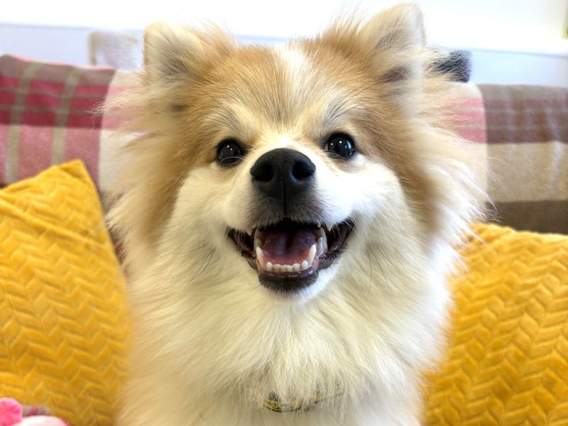 Winnie - Image 3 of 3