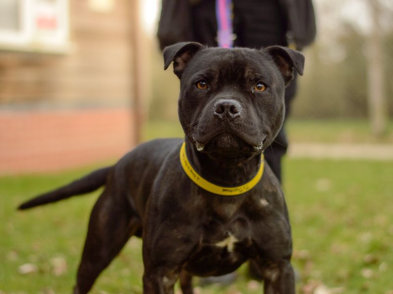 Staffordshire Bull Terrier for adoption in Kenilworth, Warwickshire – 2 years old - Image 3 of 3