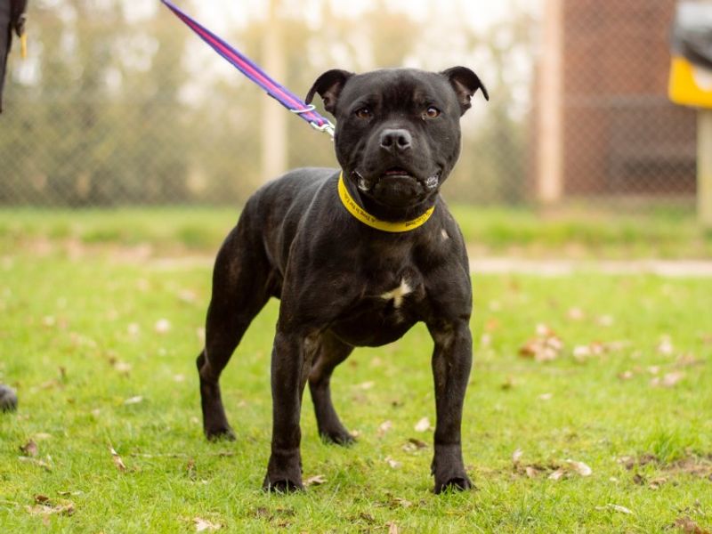 Staffordshire Bull Terrier for adoption in Kenilworth, Warks – 2 years old