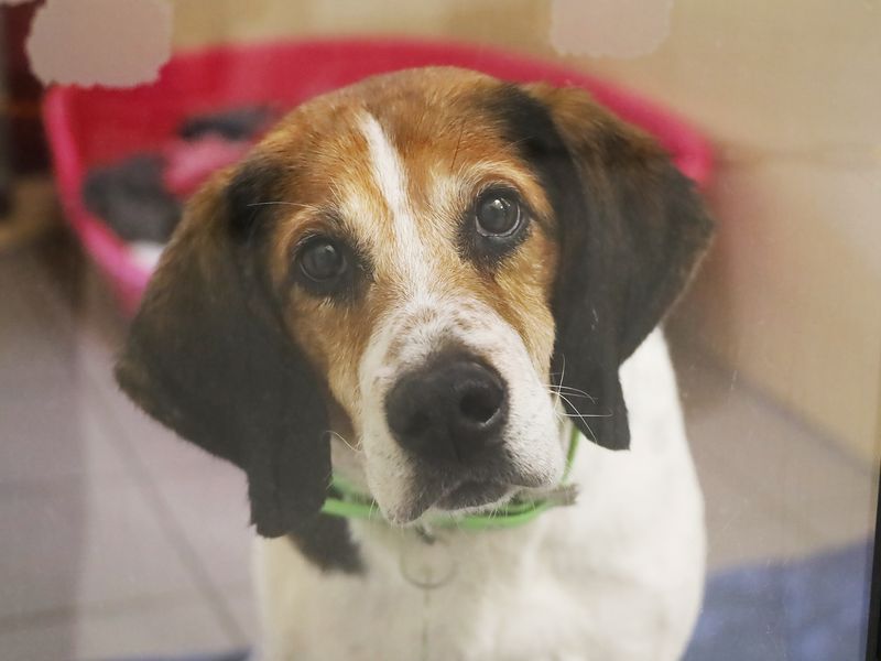 Henry, a 8 years old male Unknown available for adoption from Dogs Trust in Leeds, West Yorkshire