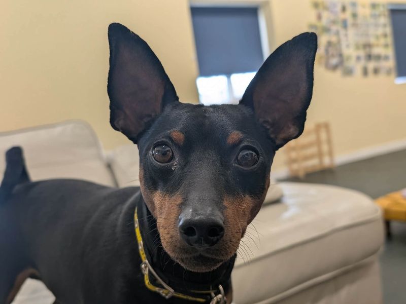 Toasty | Pinscher (Miniature) | Evesham (Worcestershire) - 1