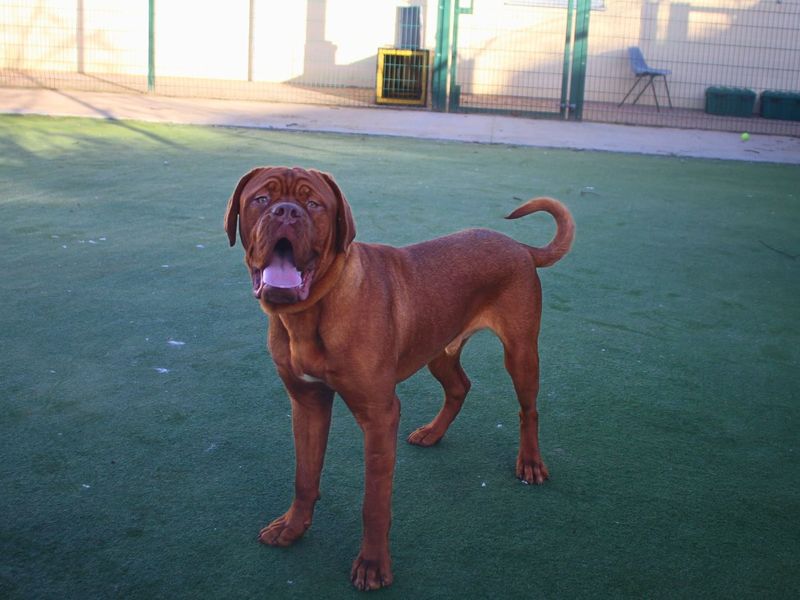 Lucas, a Unknown old male Dogue de Bordeaux available for adoption from Dogs Trust in Manchester, Greater Manchester