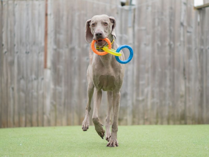 Jax | Weimaraner | Kenilworth (West Midlands) - 1