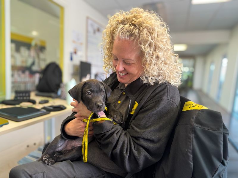 Atlas | Italian Corso Dog Cross | Basildon (Essex) - 1