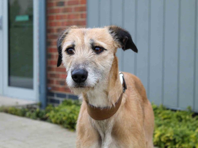 Bonnie - Image 2 of 5