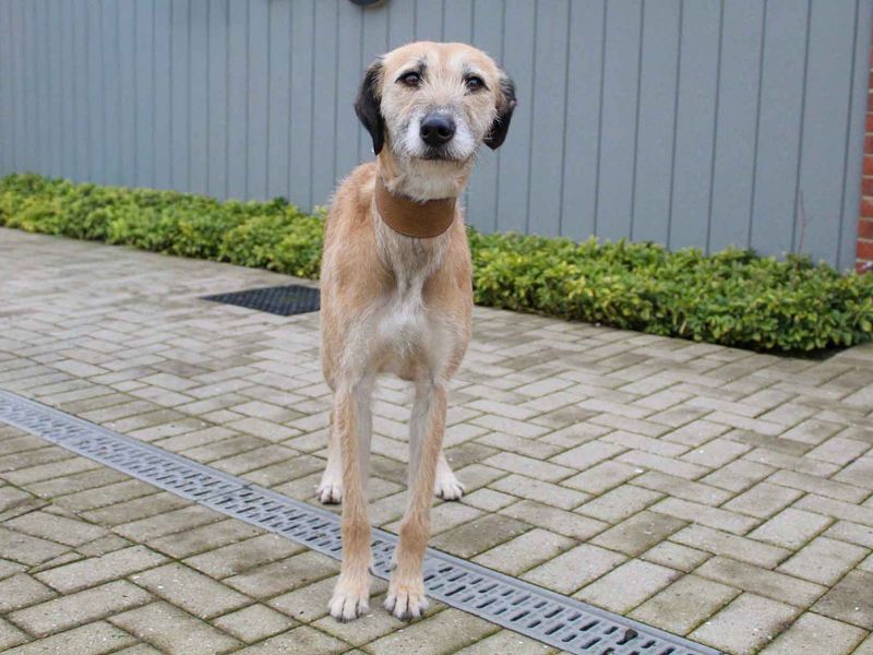 Bonnie - Image 4 of 5