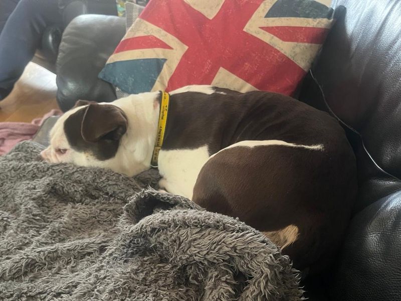 Sissy, a 4 years old female Bulldog available for adoption from Dogs Trust in Basildon, Essex