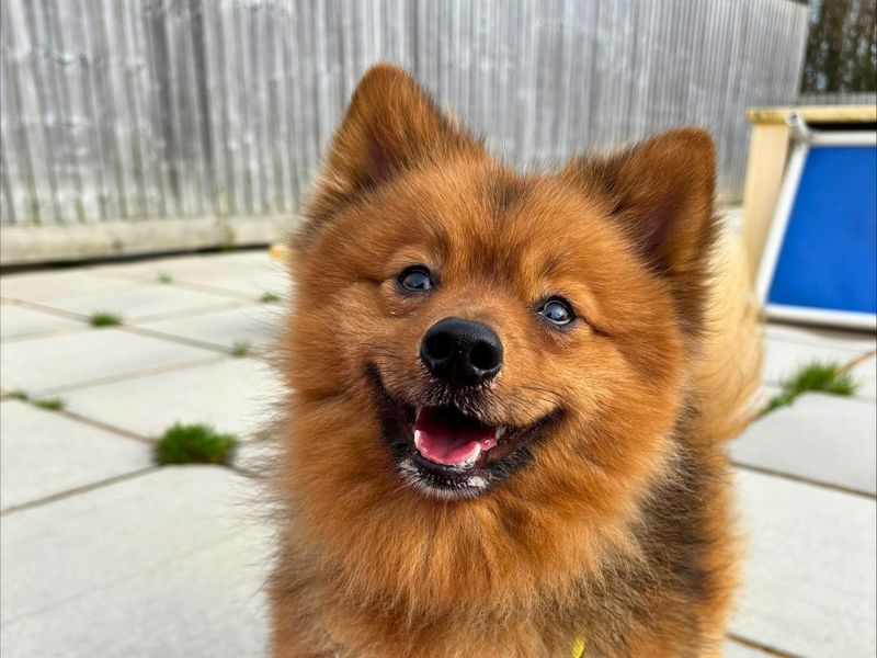 Ziggy - Image 4 of 4