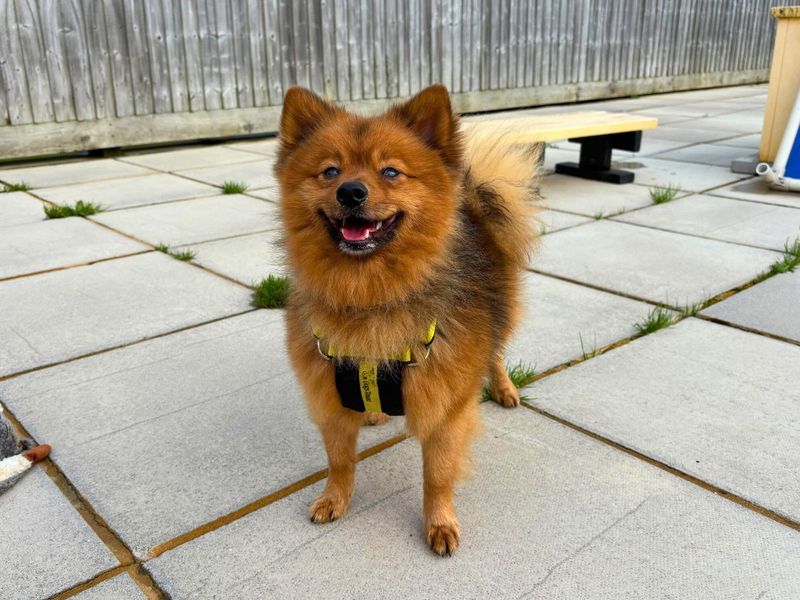 Pomeranian Dogs And Puppies For Adoption