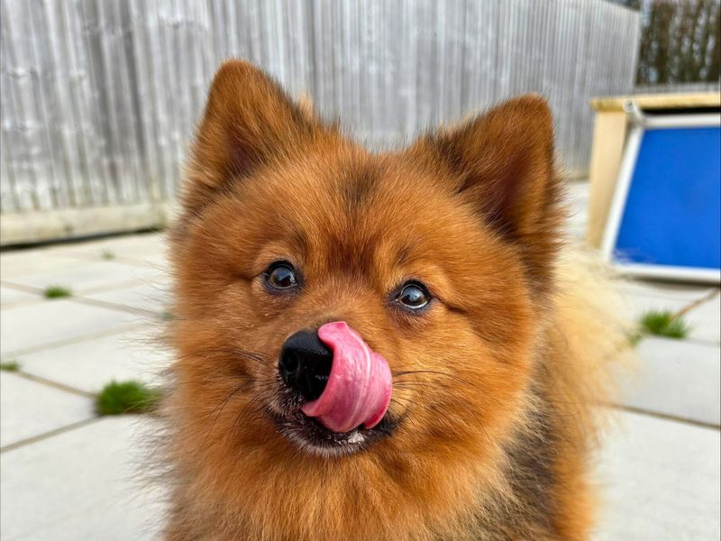 Ziggy - Image 2 of 4