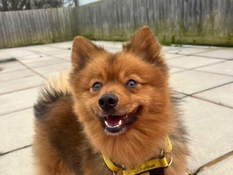 Ziggy - Image 3 of 4