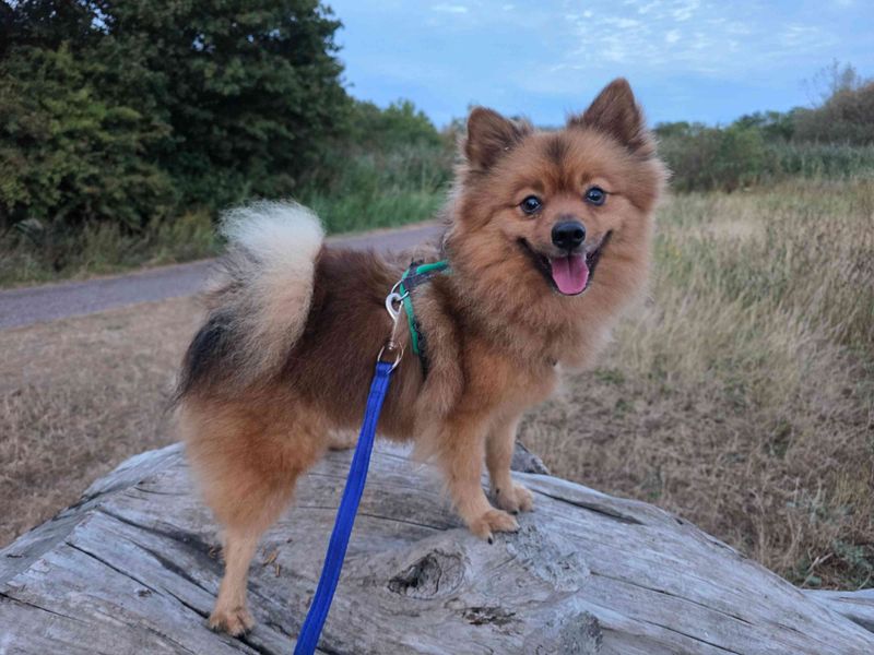 Basil | Pomeranian | Cardiff - 4