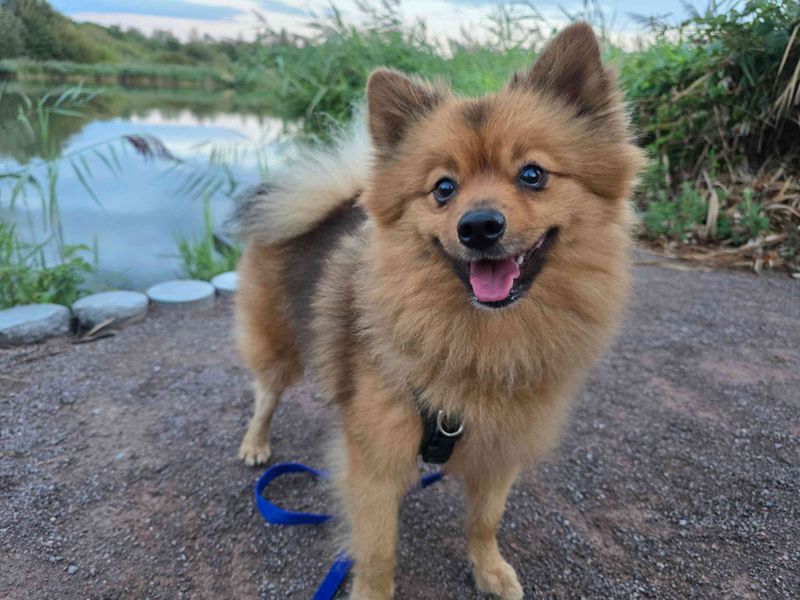 Basil | Pomeranian | Cardiff - 2
