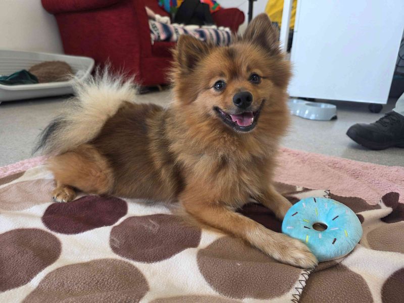 Basil | Pomeranian | Cardiff - 5