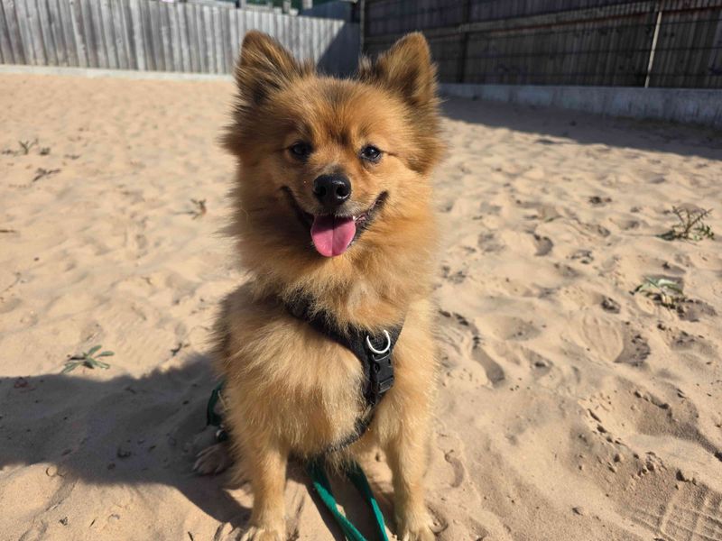 Basil | Pomeranian | Cardiff - 1