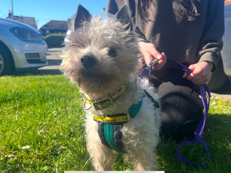 Yorkshire Terrier Dogs And Puppies For Adoption