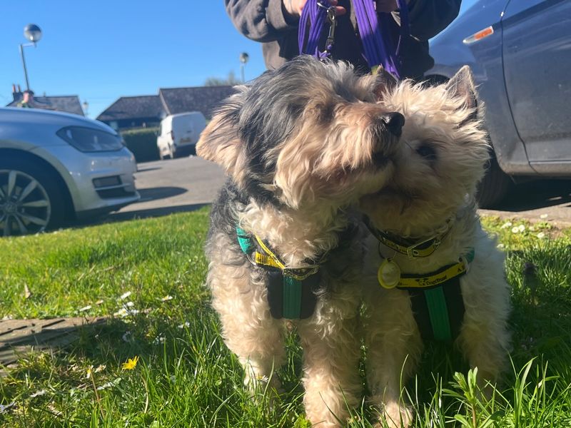 Louis, a 8 years old male Yorkshire Terrier available for adoption from Dogs Trust in Wiltshire