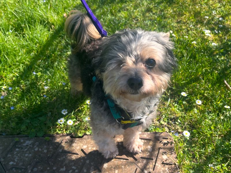 Louis - Image 2 of 2