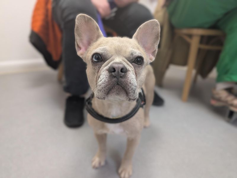 French Bulldog Dogs And Puppies For Adoption