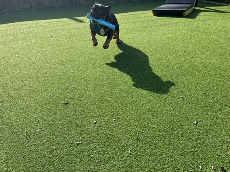 Ozzie FBD - Image 8 of 10