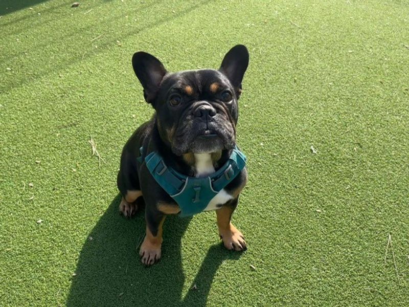 Ozzie, a 6 years old male French Bulldog available for adoption from Dogs Trust in Wales