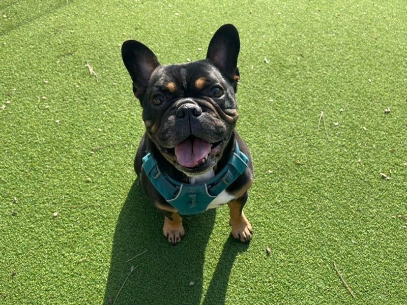 Ozzie FBD - Image 9 of 10