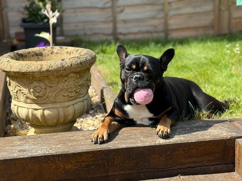 Ozzie FBD - Image 4 of 10