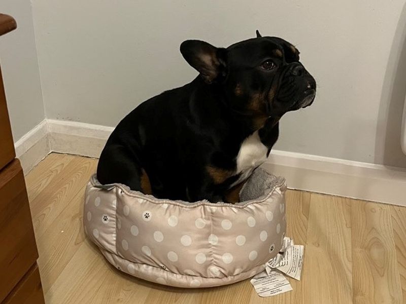 Ozzie FBD - Image 2 of 10