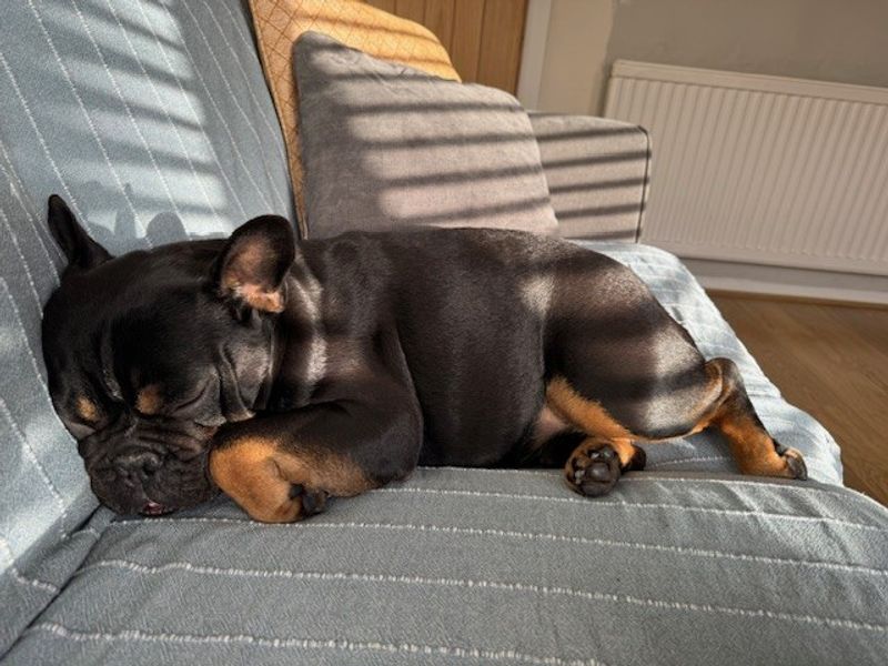 Ozzie FBD - Image 10 of 10